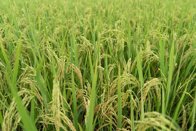 Full frame shot of wheat field