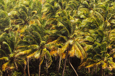 Tropical palms trees patron background from the caribbean island of puerto rico.