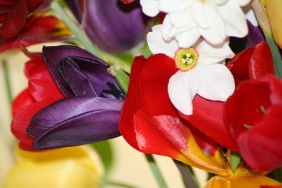 Close-up of red flowers