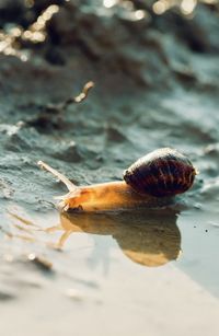 Close-up of snail sliding through mud with a reflection 