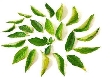 Directly above shot of leaves against white background