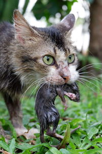 Close-up portrait of a cat eating a mouse