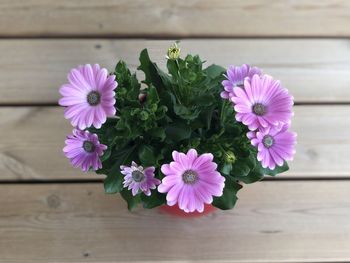 Close-up of pink flowering plants on table