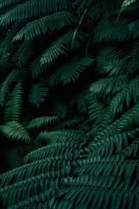 Full frame shot of fern