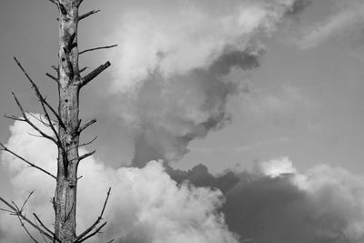 Low angle view of bare tree against sky