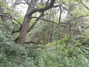 Trees in forest