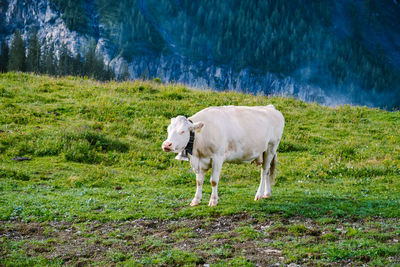 Horse standing in a field