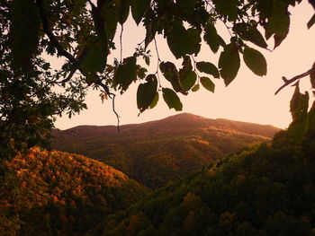 Trees on landscape against sky