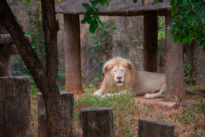 Male white lion relax on park in zoo