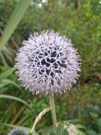 Close-up of dandelion