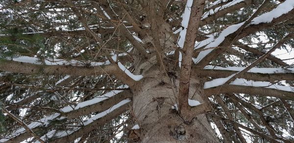 Full frame shot of icicles on tree trunk during winter