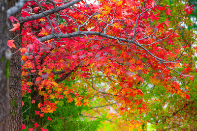 Close-up of red flowering tree during autumn