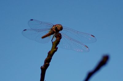 Close-up of insect against clear blue sky