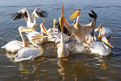 Great white pelicans on lake awassa, ethiopia, africa
