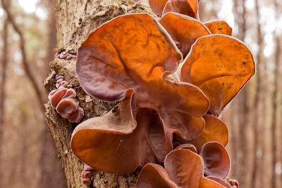 Close-up of orange leaves on tree trunk