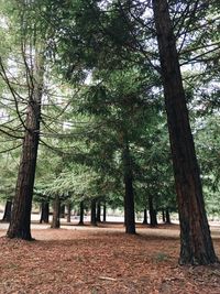 Trees in forest during autumn