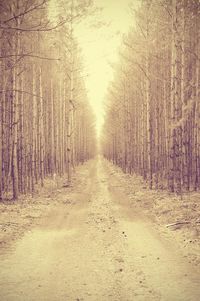 Road passing through forest