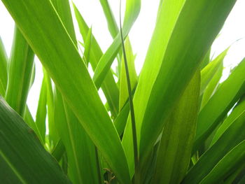 Close-up of palm tree leaves