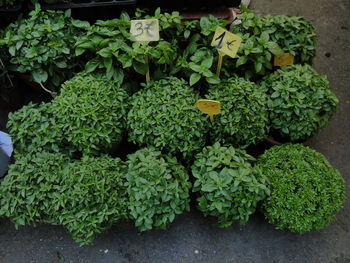 High angle view of herbs