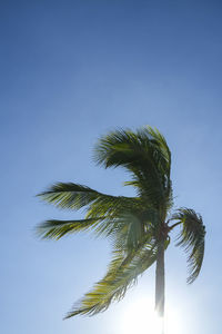 Low angle view of coconut palm tree against clear sky