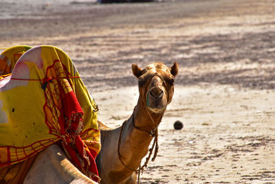 Close-up of horse on sand at beach