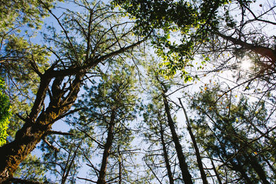 Low angle view of trees against sky