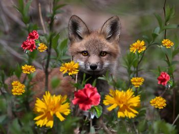 Cute fox cub in beautiful flowers in the forest.