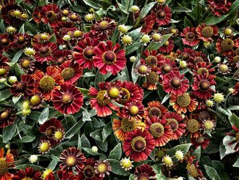 High angle view of flowers blooming in park