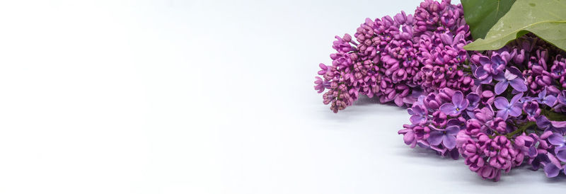 Close-up of pink flowering plant against white background