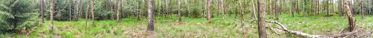 Full frame shot of bamboo trees in forest