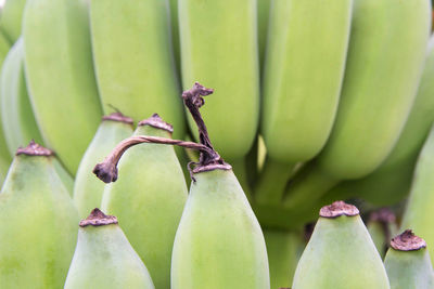 Close-up of fruits for sale