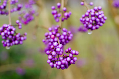 Close-up of purple flowering plants