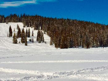 Pine trees on snow covered field against sky