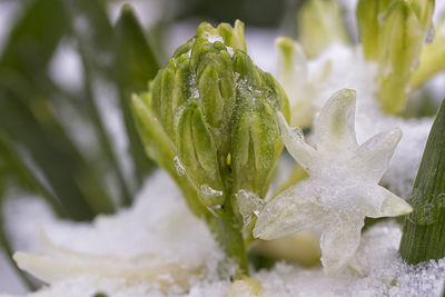 Close-up of wet plant during winter