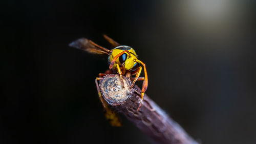 Close-up of spider