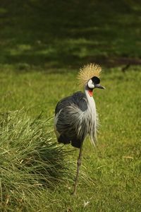 Close-up of bird on field