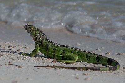 Close-up of lizard