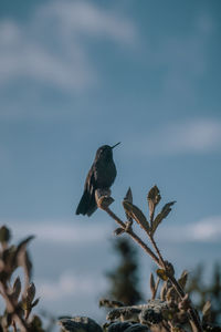 Hummingbird perching on branch