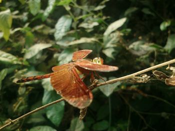 Close-up of dry leaves on tree