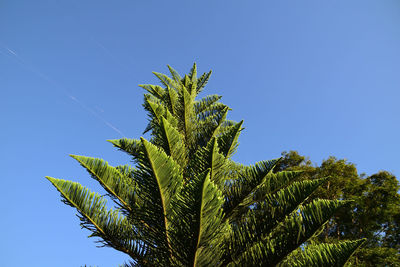 Low angle view of palm tree against blue sky