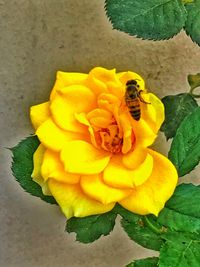 Close-up of insect on yellow flower