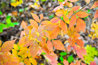 Close-up of leaves