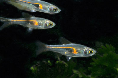 Close-up of fish swimming in sea