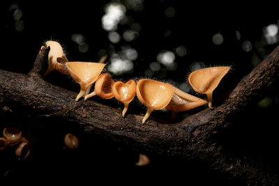 Close-up of mushrooms on tree