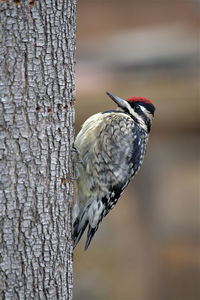 Close-up of bird perching on tree trunk