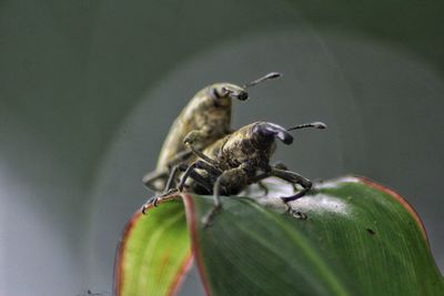 Close-up of insect on leaf