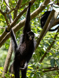 Monkey on tree branch