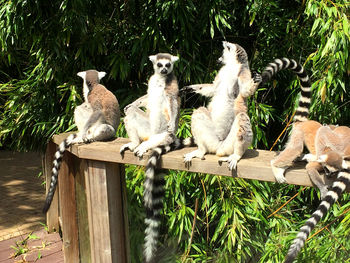 Sheep sitting on wood against trees at zoo