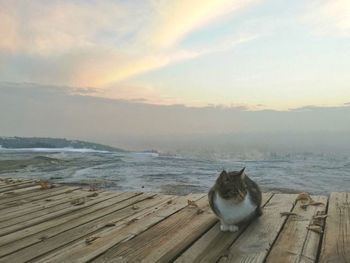 Cat on beach against sky during sunset