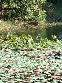 View of lotus water lily in lake